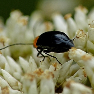 Adoxia sp. (genus)