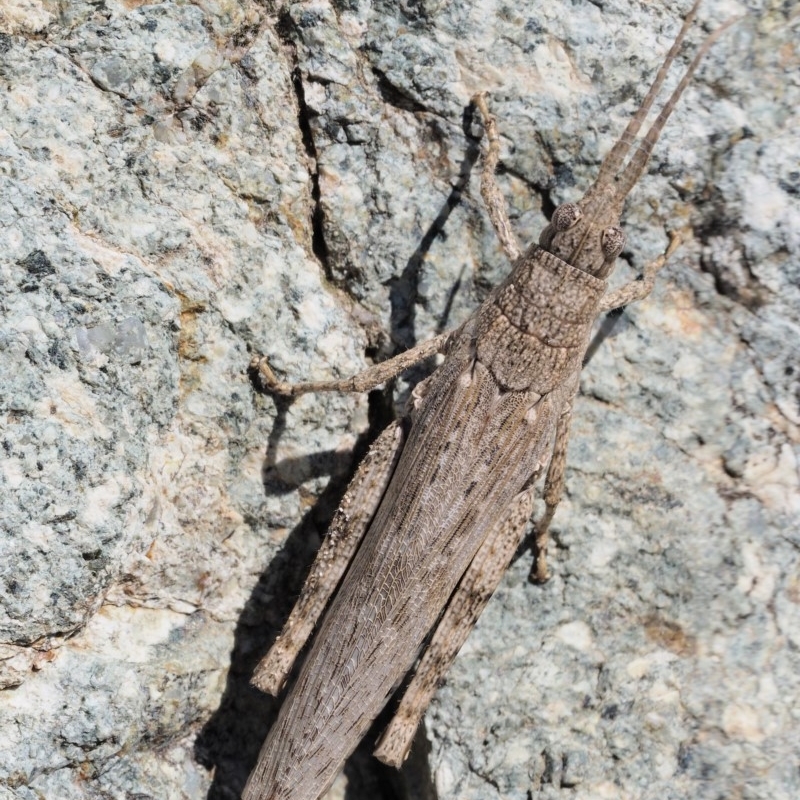 Coryphistes ruricola