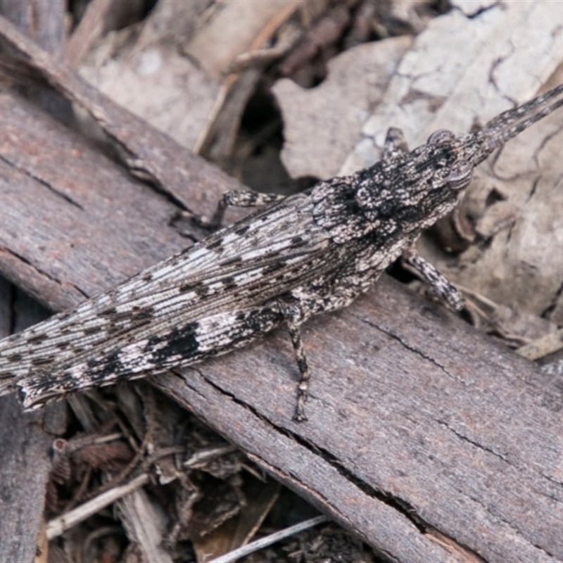 Coryphistes ruricola