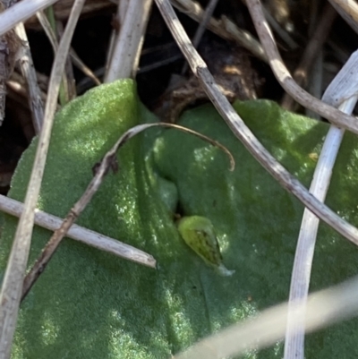 Corysanthes fimbriata