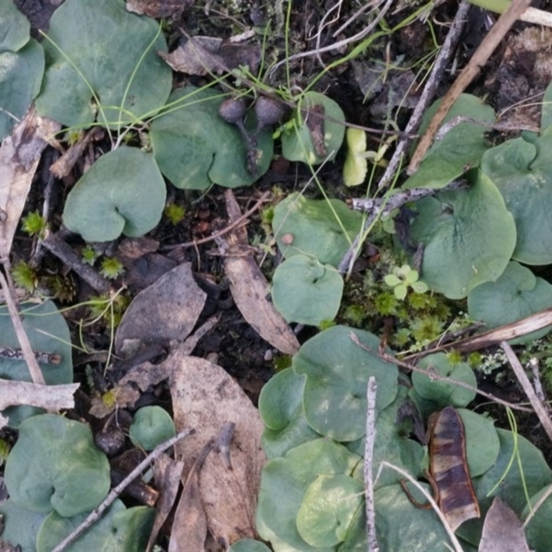 Corysanthes incurva