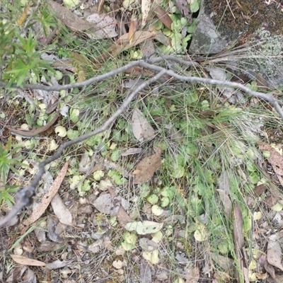 Corysanthes sp.