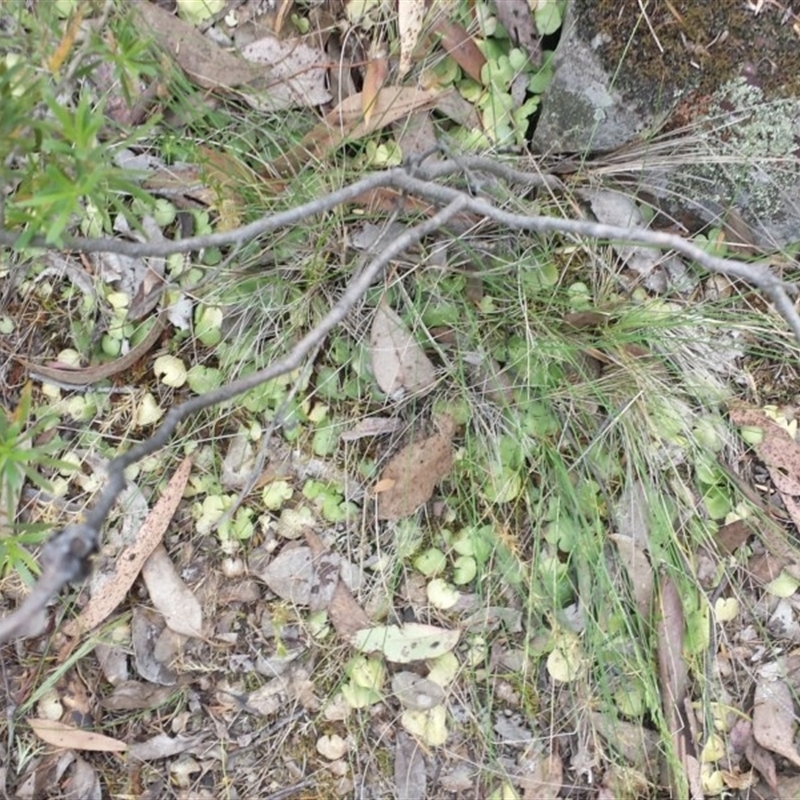 Corysanthes sp.