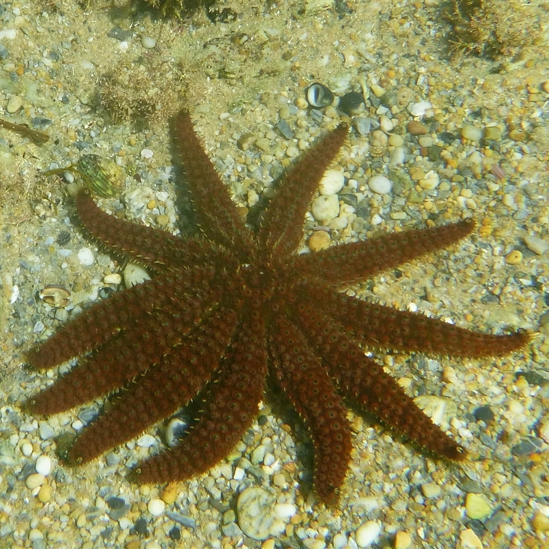 Coscinasterias muricata