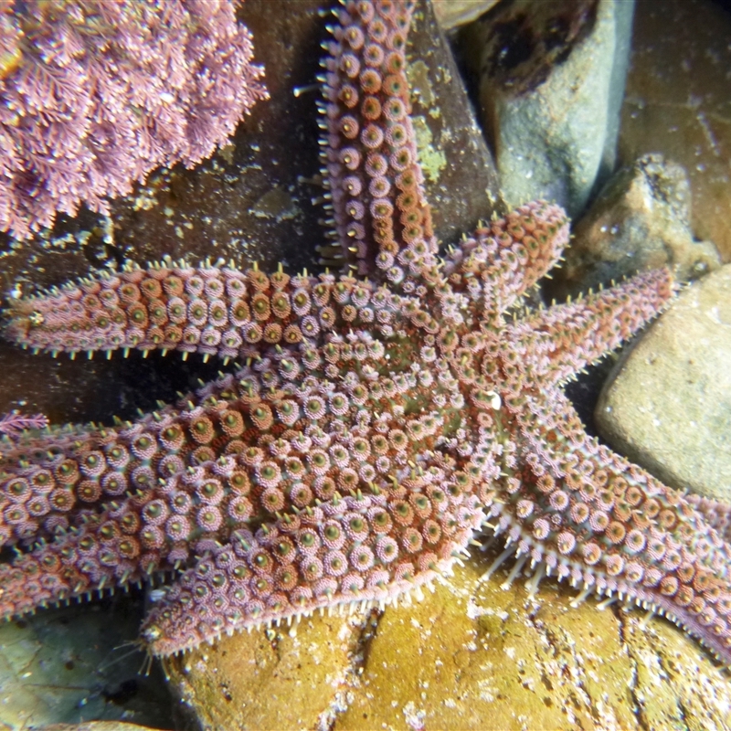 Coscinasterias muricata