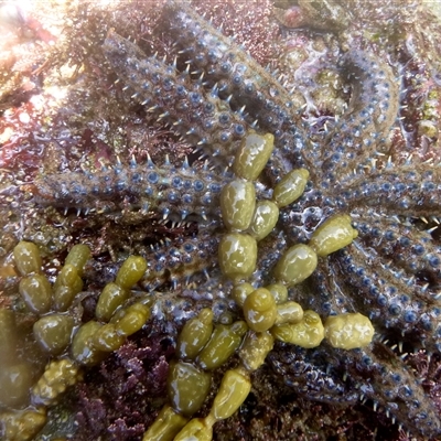 Coscinasterias muricata