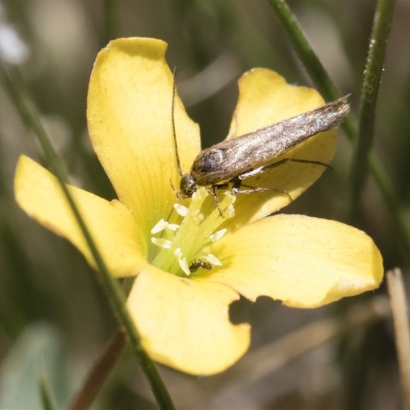 Cosmopterigidae (family)