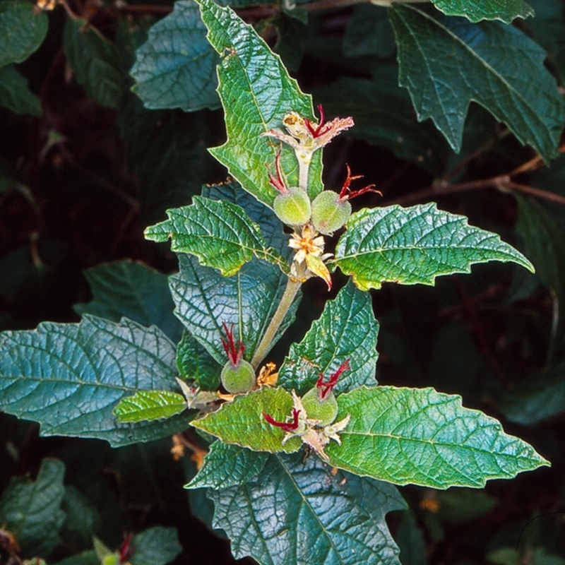 Adriana tomentosa var. tomentosa