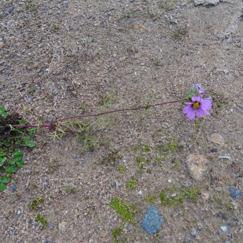 Cosmos bipinnatus