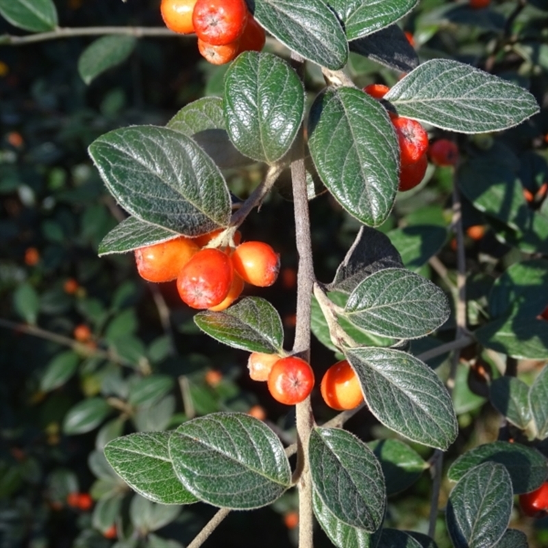 Cotoneaster franchetii