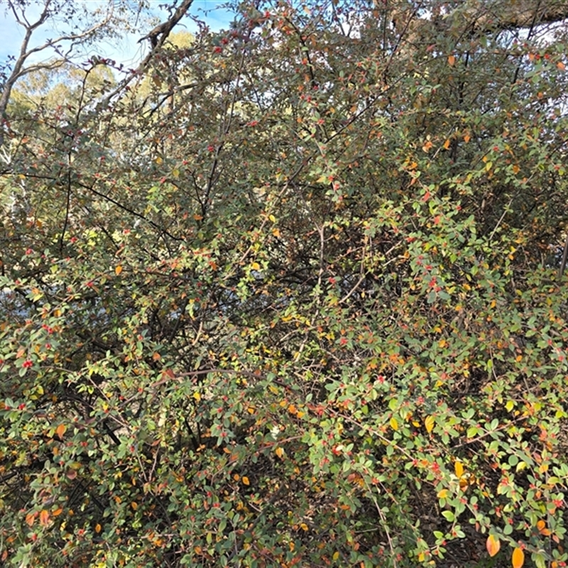 Cotoneaster franchetii