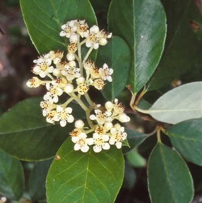 Cotoneaster glaucophyllus