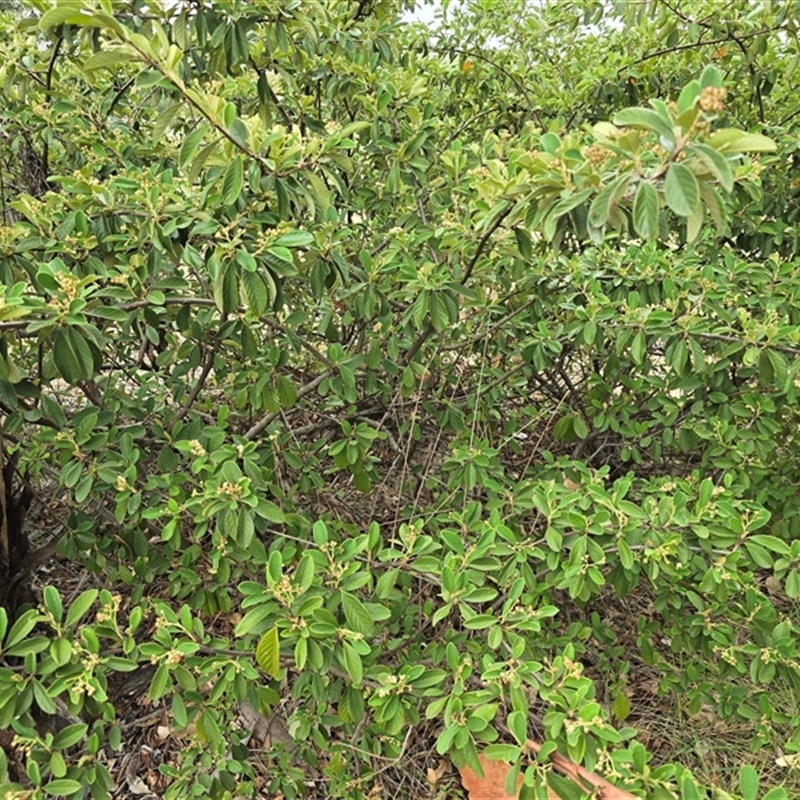 Cotoneaster glaucophyllus