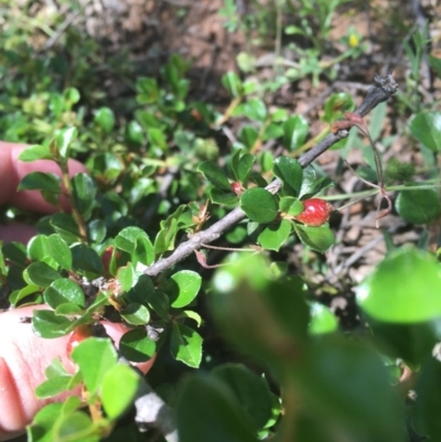 Cotoneaster microphyllus