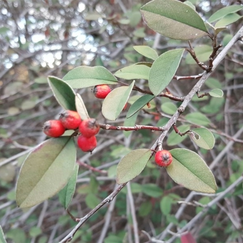 Cotoneaster pannosus