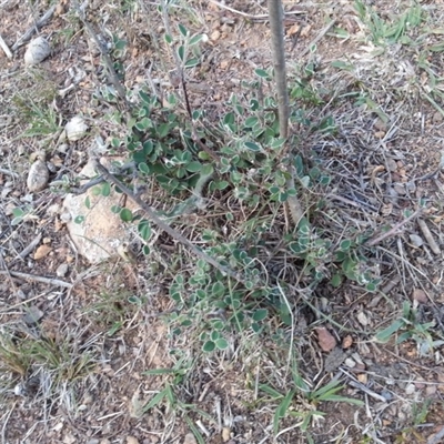 Cotoneaster pannosus