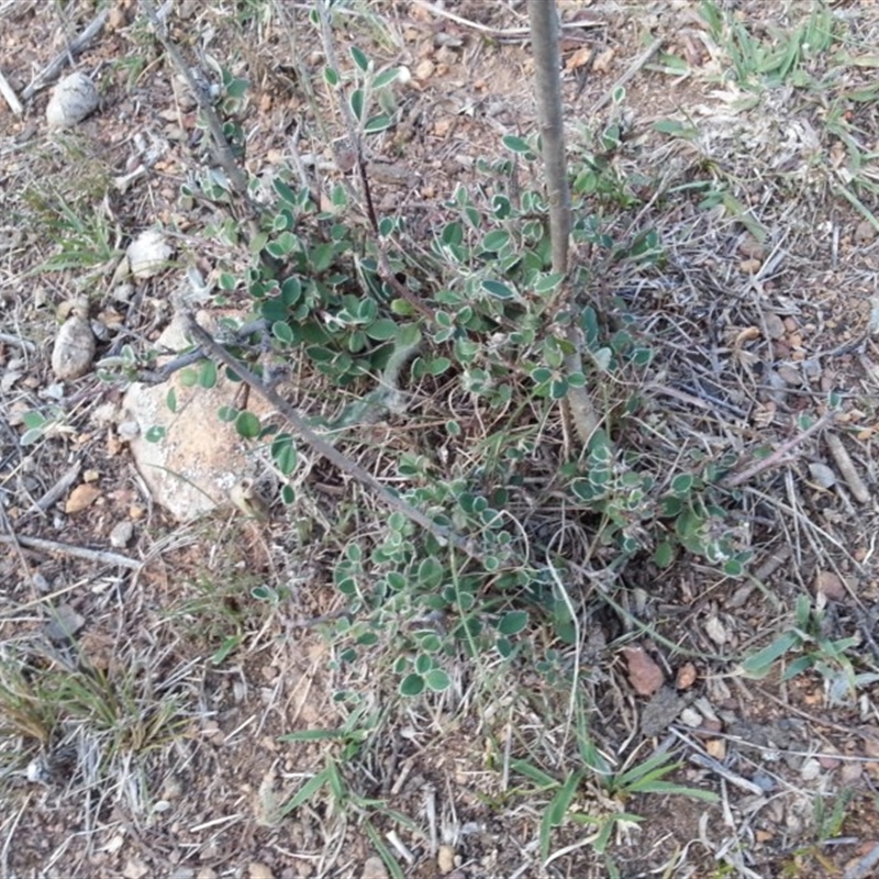 Cotoneaster pannosus