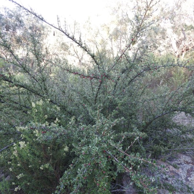 Cotoneaster rotundifolius