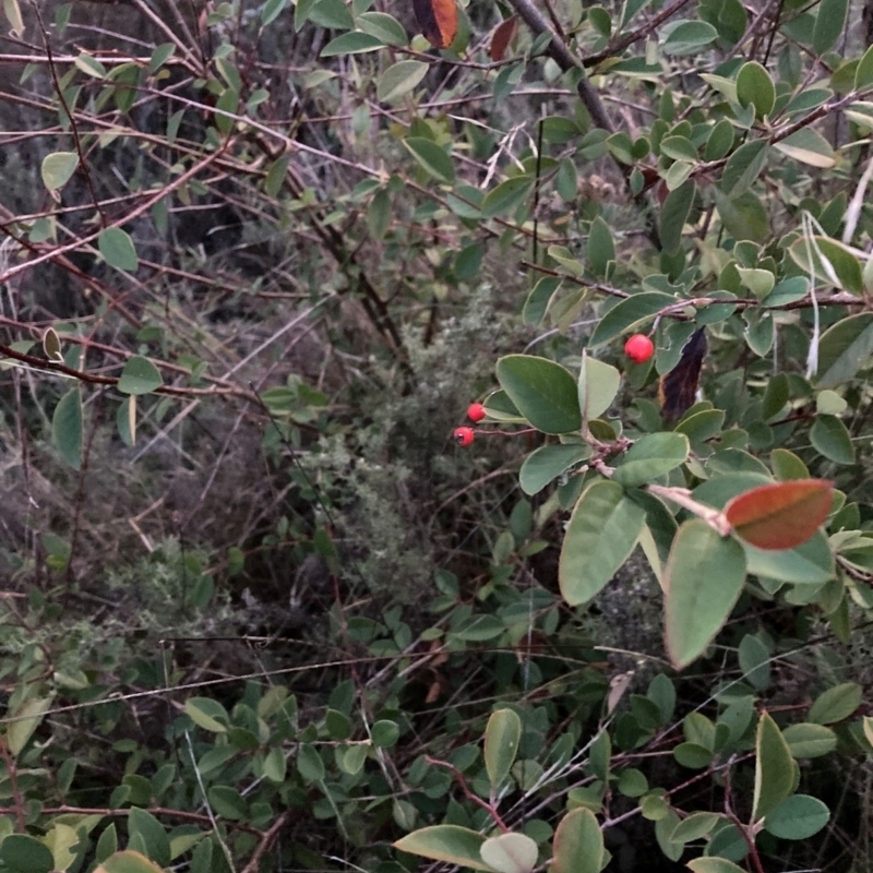 Cotoneaster sp.