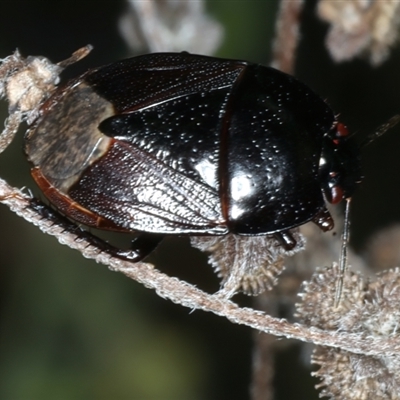 Adrisa sp. (genus)