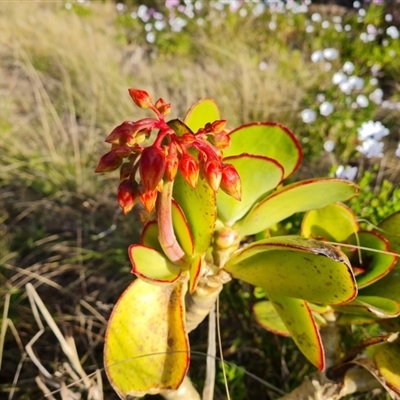 Cotyledon orbiculata