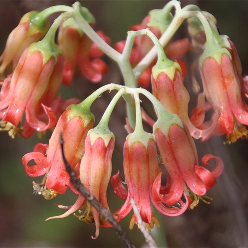 Cotyledon orbiculata