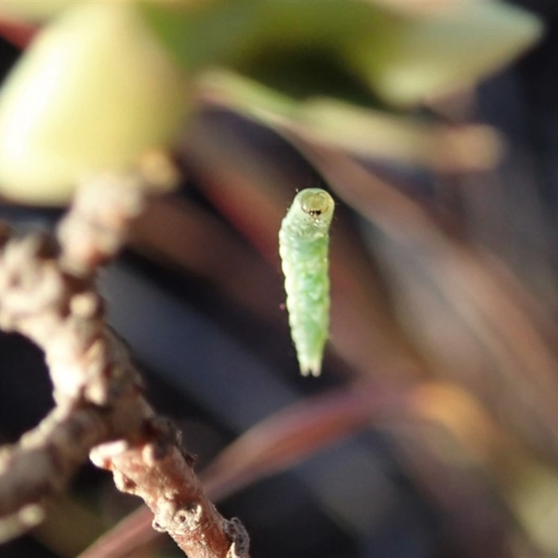 Crambidae sp. (family)