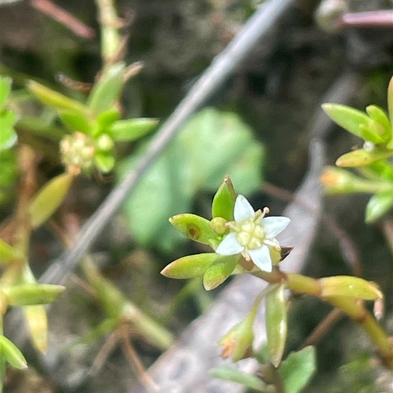 Crassula helmsii