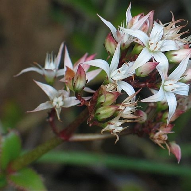 Crassula sarmentosa var. sarmentosa