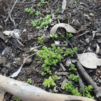 Crassula sp.