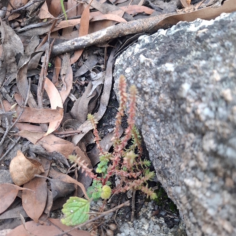 Crassula sp.