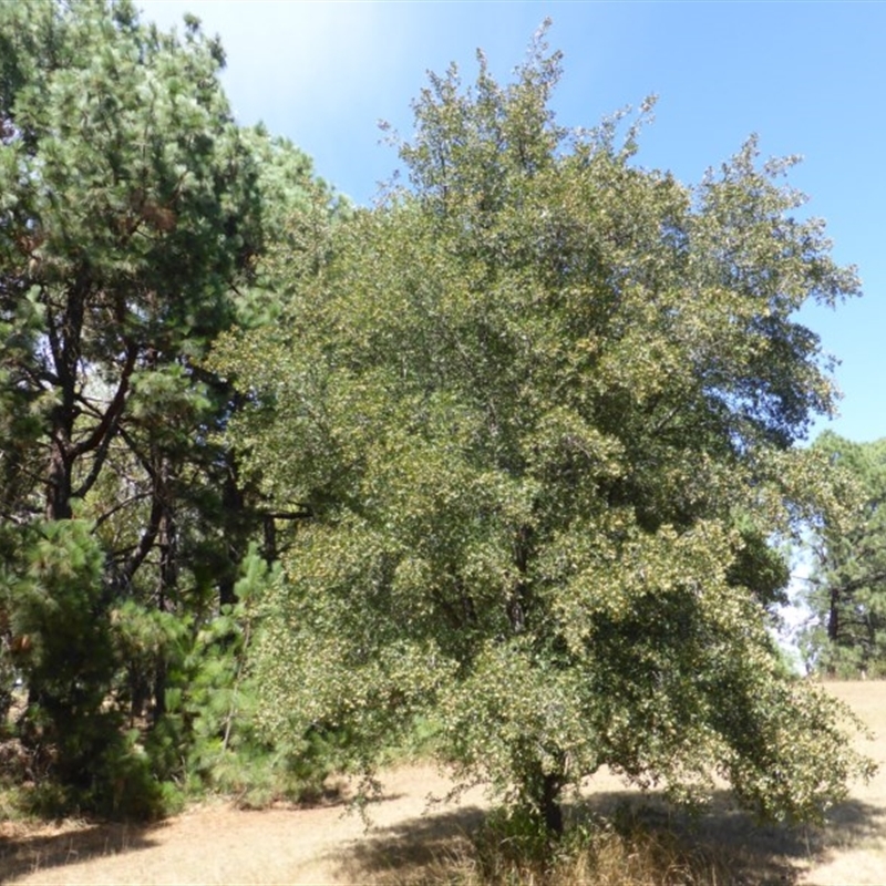 Crataegus azarolus