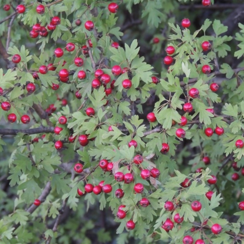 Crataegus monogyna