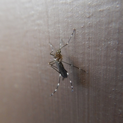 Aedes (Rampamyia) notoscriptus