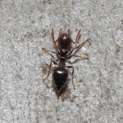 Crematogaster sp. (genus)