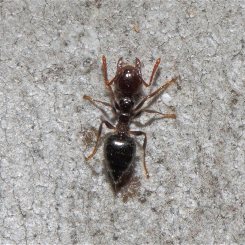 Crematogaster sp. (genus)