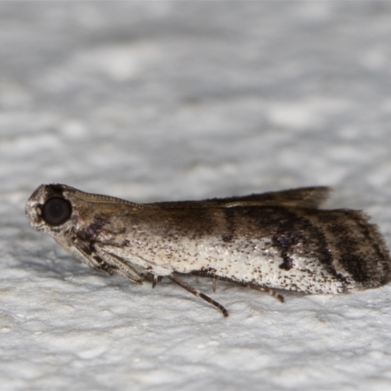 Creobota apodectum