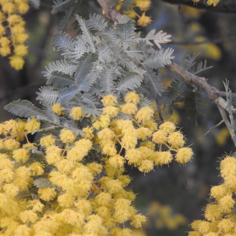 Acacia baileyana x Acacia dealbata