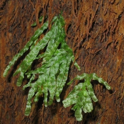 Jackie Miles, Maxwells Ck Flora Reserve