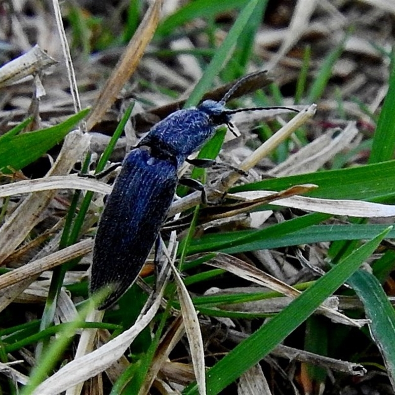 Crepidomenus sp. (genus)
