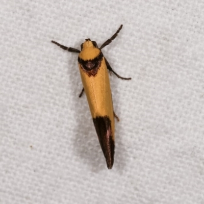 Crepidosceles exanthema