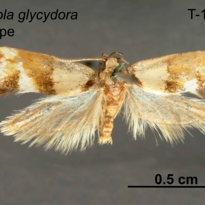 Crepidosceles glycydora