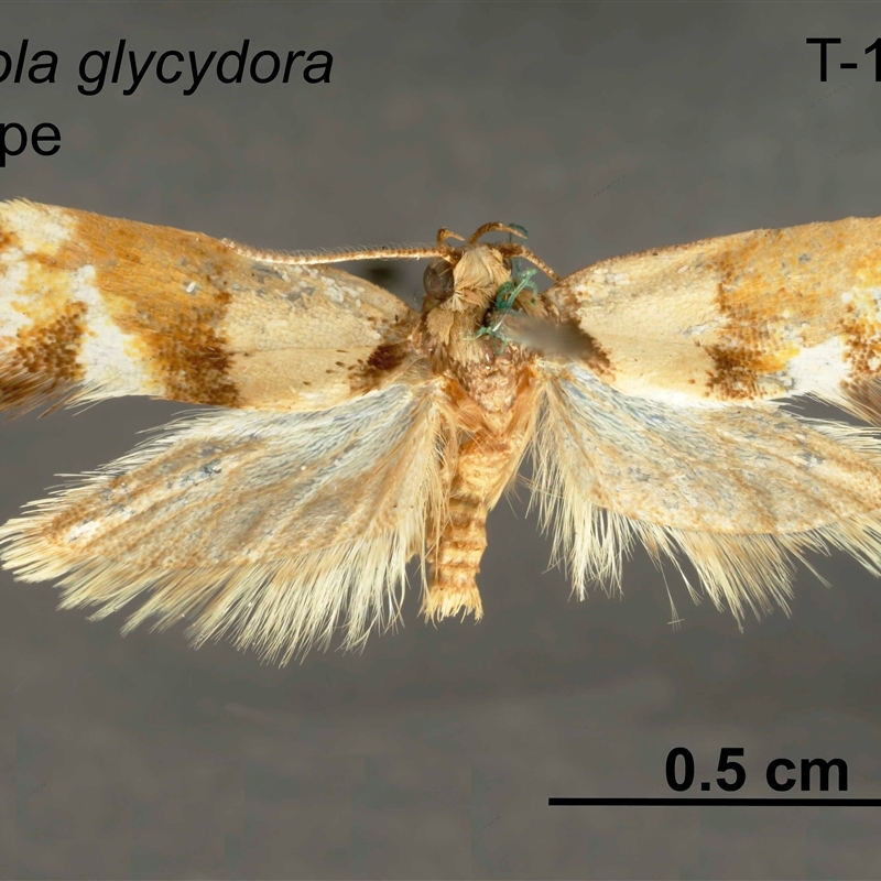 Crepidosceles glycydora