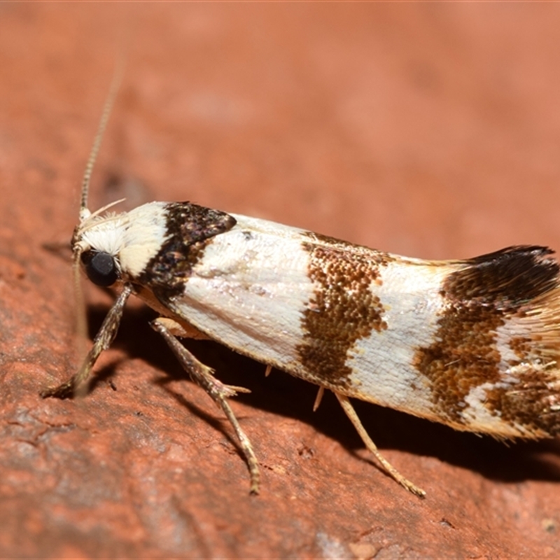 Crepidosceles orthomochla