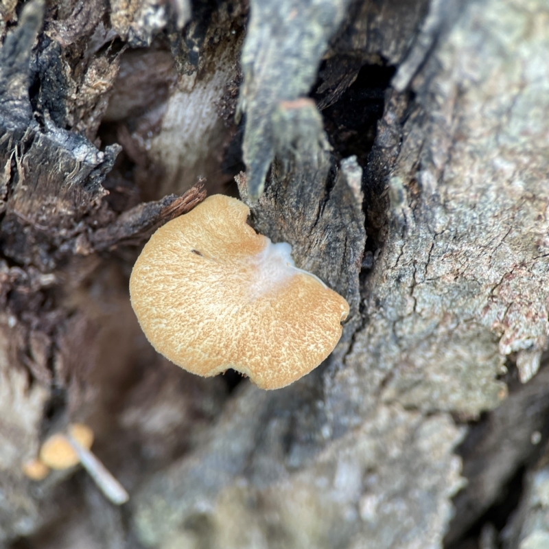 Crepidotus nephrodes