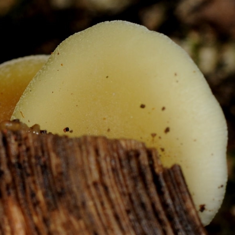 Crepidotus sp.