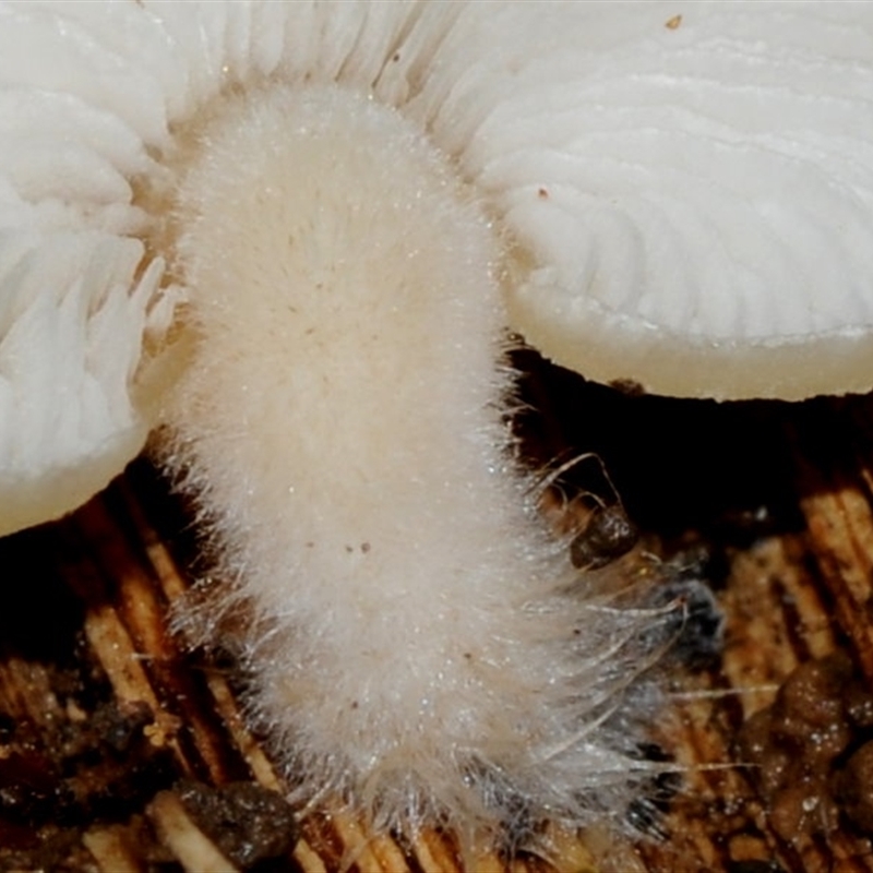 Crepidotus sp.