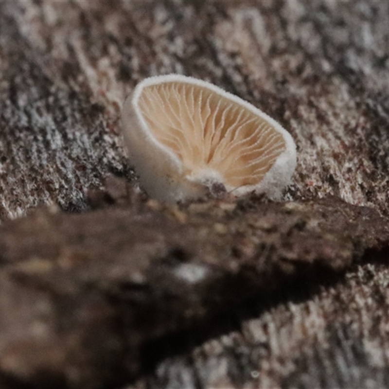 Crepidotus sp.
