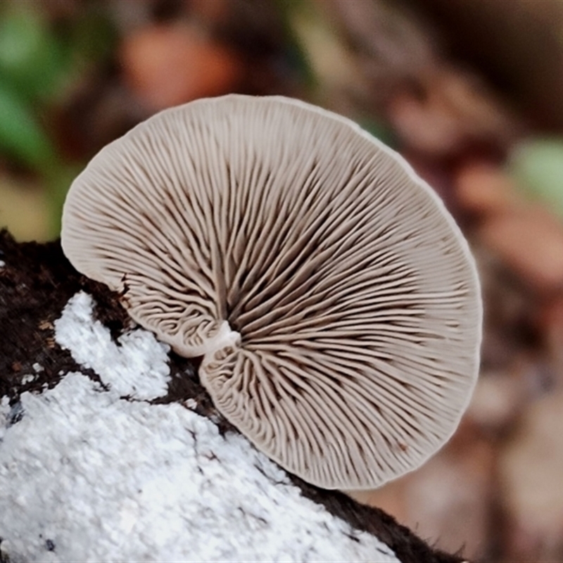 Crepidotus variabilis