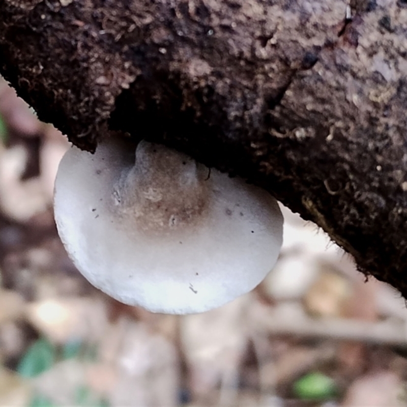 Crepidotus variabilis